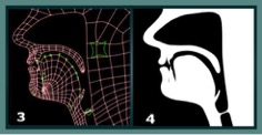 image1: Use of ultrasound scans in Dynamic Dialects: (3) animation rig, showing control points (4) final black and white animation